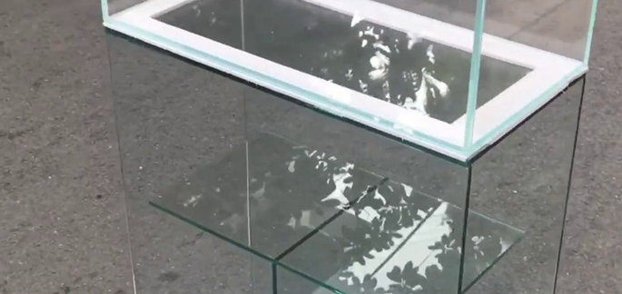 Bế cá kính cường lực đẹp