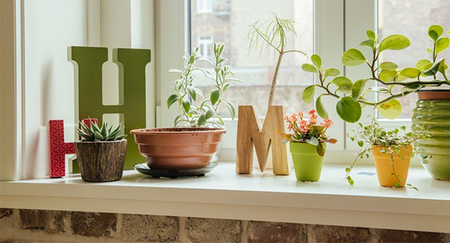 Sử dụng cây xanh làm vườn tường, trang trí tường bằng: